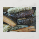 Recherche de concombre drôle cartes postales Humour