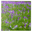 Recherche de crocus carreaux Printemps