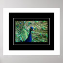 Zoek naar pauw afbeelding posters Kunst