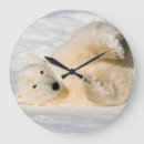 Recherche de ours blanc horloges Arctique