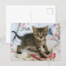 Recherche de fourrure animale cartes postales Chaton mignon