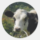 Zoek naar holstein koe stickers Kalf