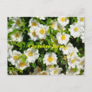 Recherche de cherokee cartes postales Rose