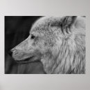 Recherche de loup blanc posters Noir