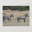 Recherche de raie cartes postales Animal