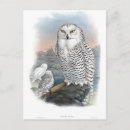 Recherche de hibou de neige cartes postales Chouette