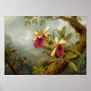 Recherche de heade martin johnson posters Orchidées