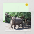 Recherche de charge cartes postales Rhinocéros