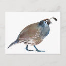 Zoek naar kwartels briefkaarten Illustratie