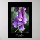 Recherche de steven posters Nature