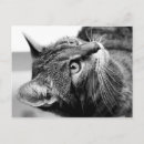Recherche de penseur cartes postales Animal