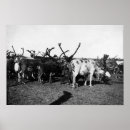 Recherche de renne photographie L'alaska