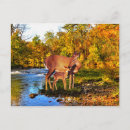 Recherche de biche cartes postales Bois
