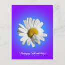 Recherche de marguerites blanches cartes postales Toute personne