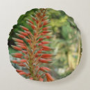 Recherche de plant cushion coussins Jardinier