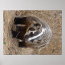 Recherche de blaireaux art Faune