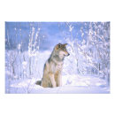 Recherche de canis posters Neige