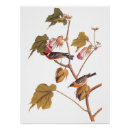 Recherche de audubon posters John