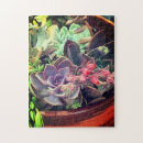 Recherche de succulent puzzles Plantes