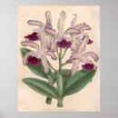Recherche de cattleya orchids posters Nature
