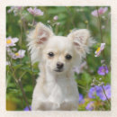 Zoek naar chihuahua bar drinkwaren Chiwawa