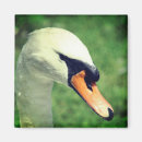 Zoek naar zwanen fotografie Dier