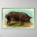 Recherche de porcs art Ferme