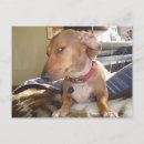 Recherche de chien de garde cartes postales Friend