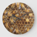 Recherche de ruches horloges Insecte