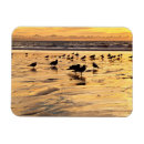 Recherche de mouettes magnets Océan
