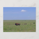 Recherche de prairies cartes postales Flint hills
