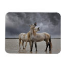 Recherche de danita delimont magnets Horse