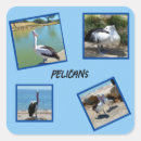 Zoek naar pelikanen stickers Vogel