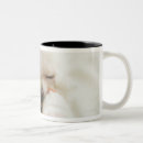 Recherche de boucherie tasses Animal