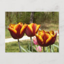 Recherche de tulipe jaune cartes postales Nature