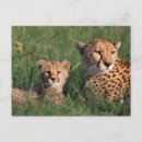 Recherche de masai mara cartes postales Bébé