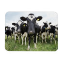 Zoek naar koeien magneten Landbouw