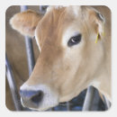 Recherche de tête de vache autocollants Agriculture