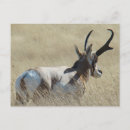 Recherche de antilope cartes postales Pronghorn