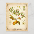 Recherche de illustration crabe cartes postales Vintage