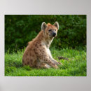 Zoek naar hyena posters Natuur