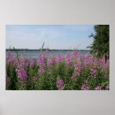Recherche de fireweed Paysage