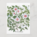 Recherche de hibiscus cartes postales Floral