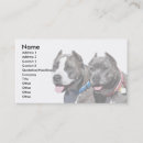 Recherche de pitbull cartes visite Taureau