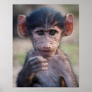 Zoek naar baby aap posters Verticaal