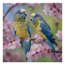 Recherche de budgies posters Oiseau