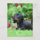Recherche de poil cartes postales Dog