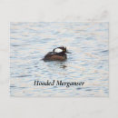 Recherche de salutation de canard Animaux