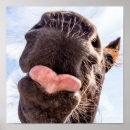 Zoek naar paardenfoto posters Paardenliefhebber