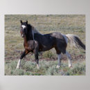 Recherche de stallion posters Ranch